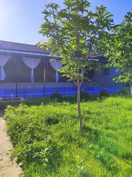 Dacha House